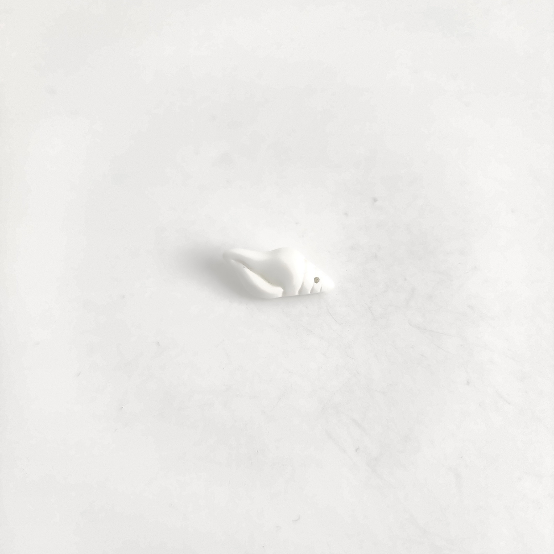 Conch Shell 26x12mm