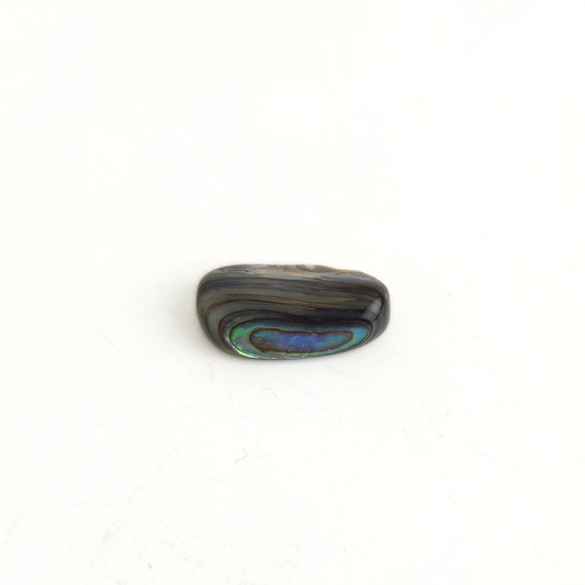 Abalone Shell