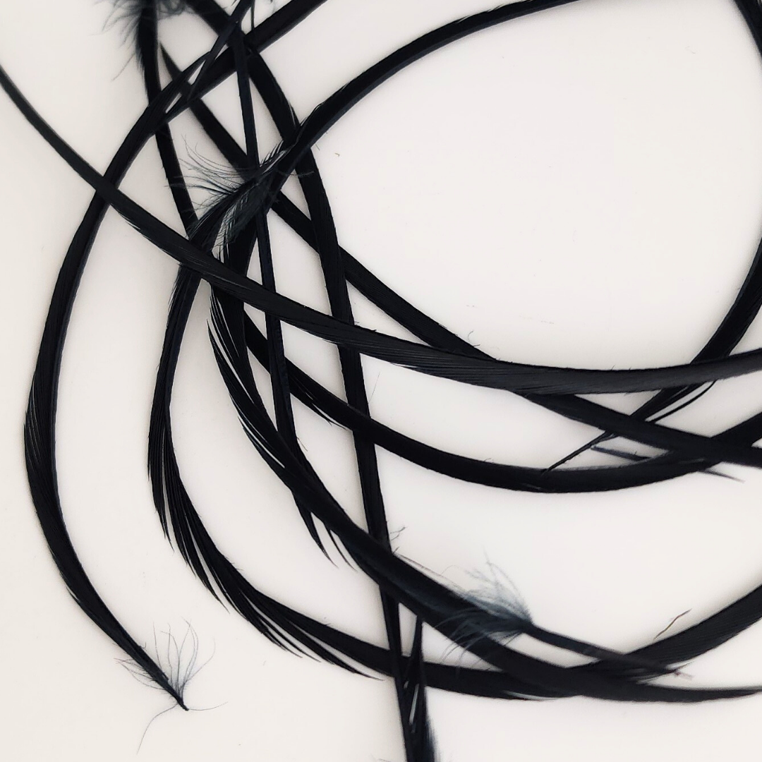 Black Goose Feather