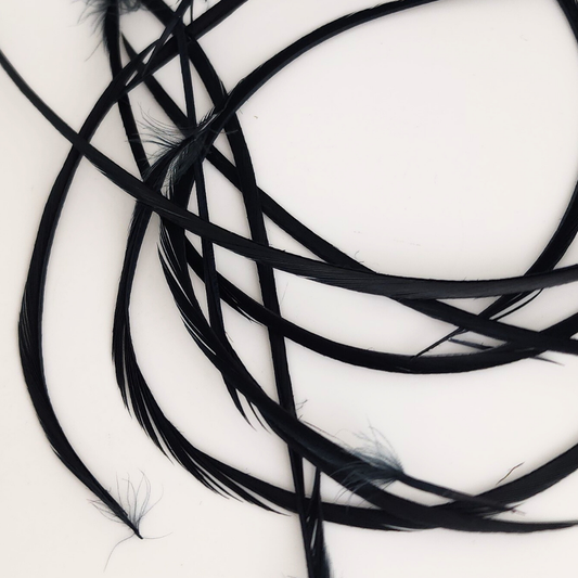 Black Goose Feather
