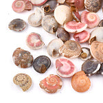 Spiral Shell Assorted
